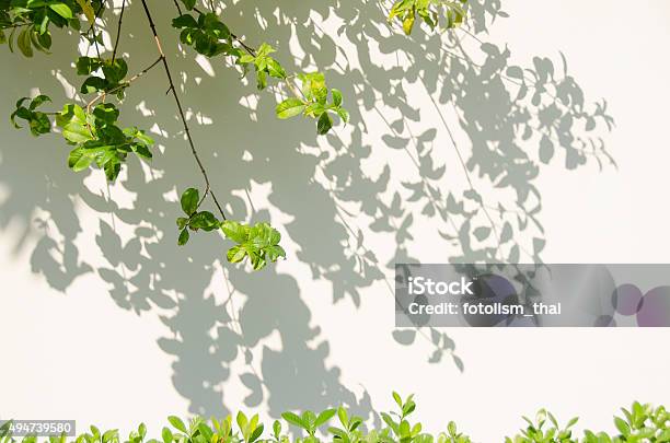 Leaves Shadow On The Wall Stock Photo - Download Image Now - Shade, Tree, 2015