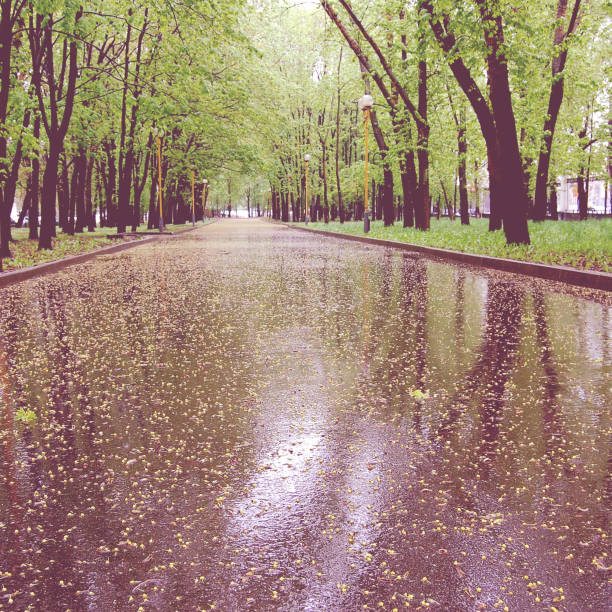 istock Wet asphalt with blooms in the park - vintage effect 494739599