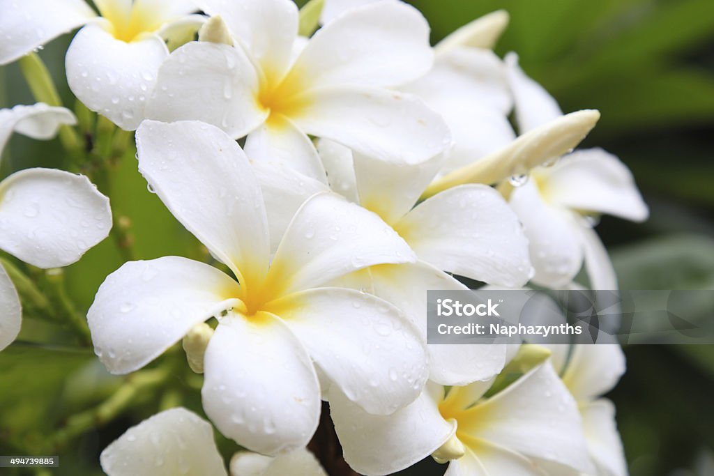 fragipani blanco - Foto de stock de Amarillo - Color libre de derechos