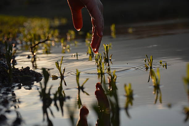 Acqua, piante e umani - foto stock