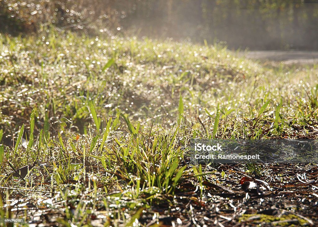 Hierba en sol de la mañana - Foto de stock de Aire libre libre de derechos