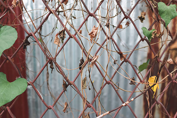 istock Vine and aluminium fence. 494741260