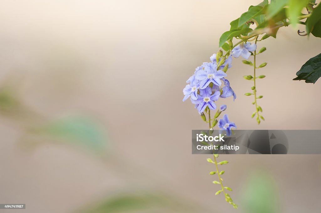 pink purple blossom flower Sky Flower, Golden Dew Drop, Pigeon Berry, Duranta (Duranta repens L).Lagerstroemia floribunda, flowers in summer time. Agriculture Stock Photo