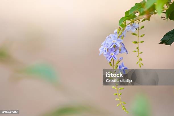 Pink Purple Blossom Flower Stock Photo - Download Image Now - Agriculture, Asia, Award Ribbon