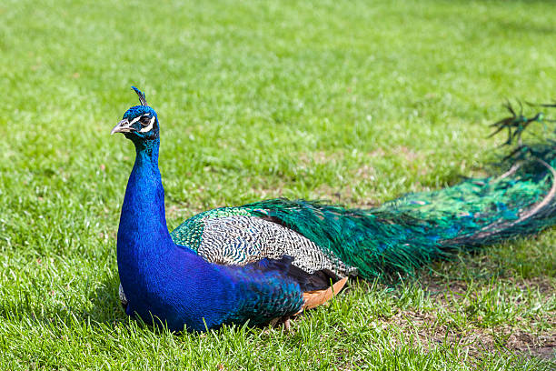 istock Beautiful peacock in the forest 494742463