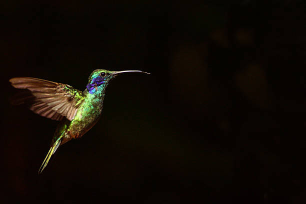 istock Green violetear hummingbird in flight 494742629