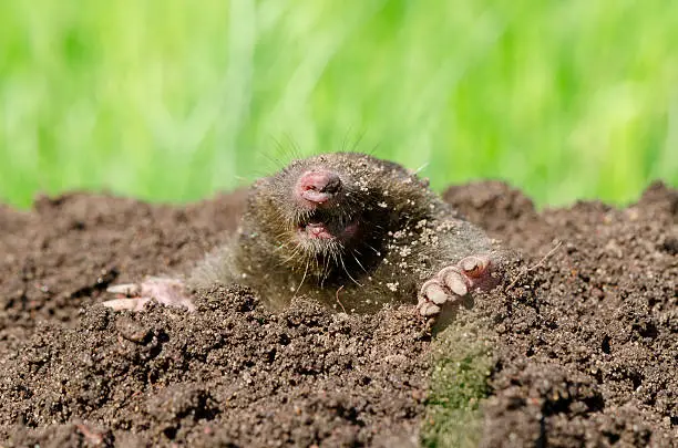 Mole head in molehill hole soil. Enemy for beautiful lawn.