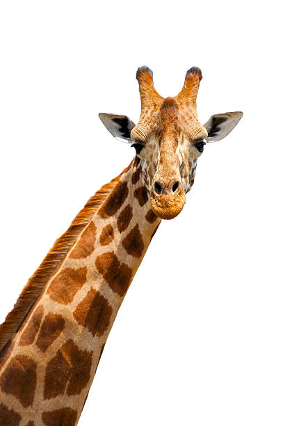 giraffa - brindled foto e immagini stock