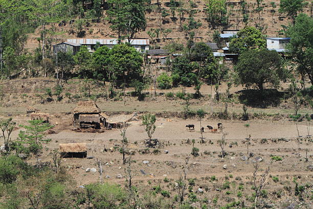 landwirtschaft no nepal - reisanbau imagens e fotografias de stock