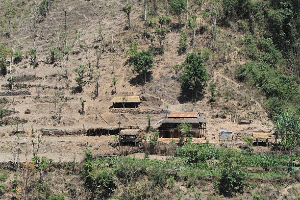 landwirtschaft no nepal - reisanbau imagens e fotografias de stock