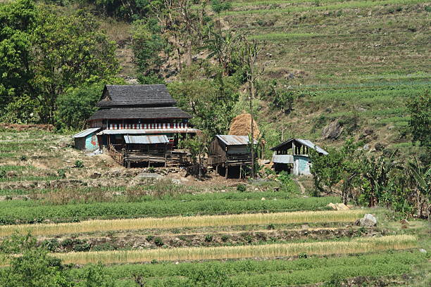 landwirtschaft no nepal - reisanbau imagens e fotografias de stock