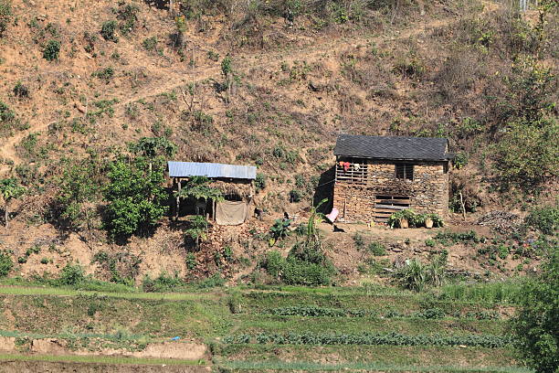 landwirtschaft no nepal - reisanbau imagens e fotografias de stock