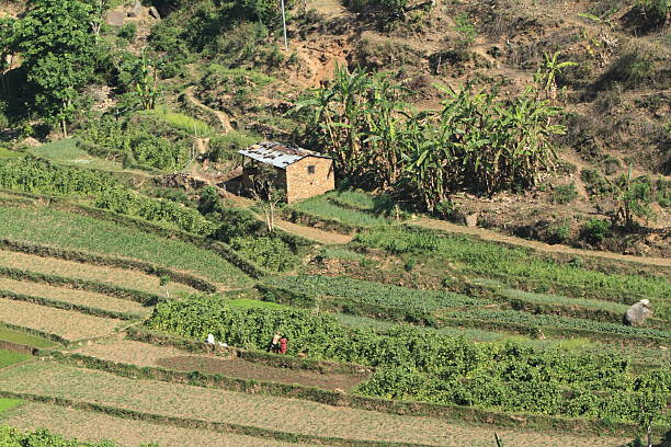 landwirtschaft no nepal - reisanbau imagens e fotografias de stock