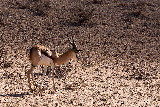 istock Springbok Antidorcas marsupialis in Kgalagadi 494753086