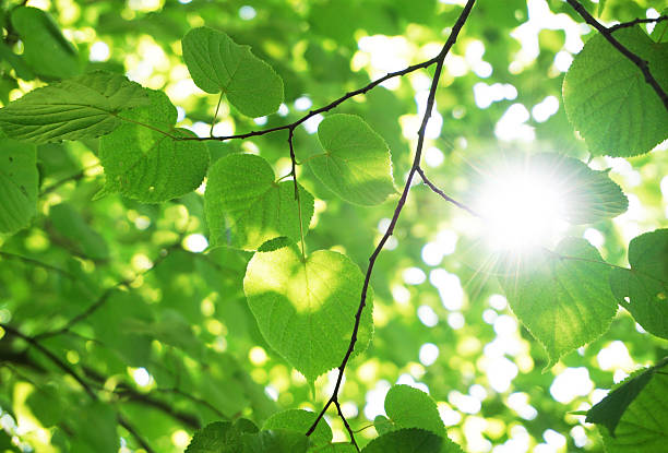 istock Green leaves in the forest 494753140