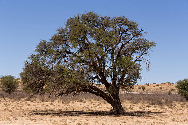 istock kgalagadi transfontier park 494754276