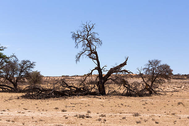 istock kgalagadi transfontier park 494754372