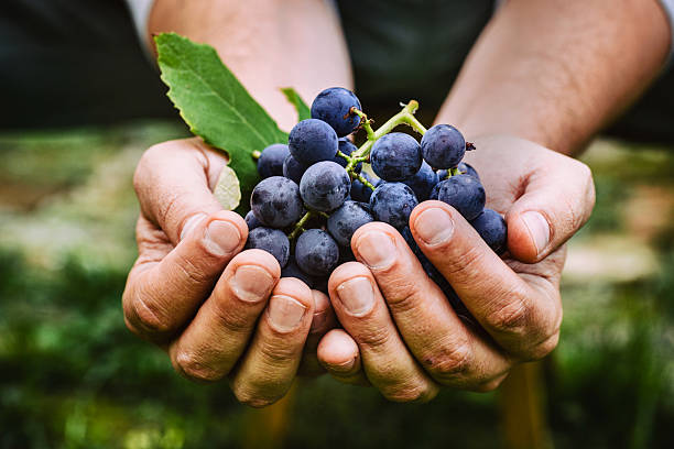 Farmer with grapes Grapes harvest. Farmers hands with freshly harvested black grapes. winemaking photos stock pictures, royalty-free photos & images