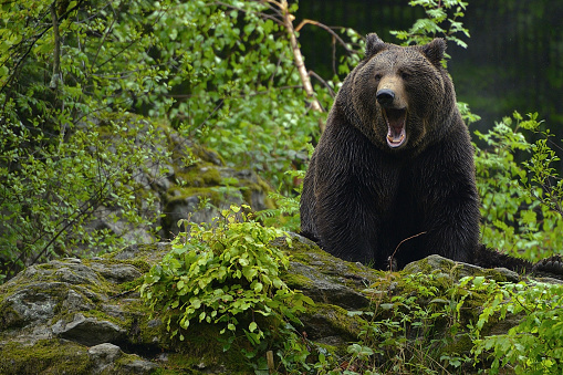 A brown bear in the forest in the Bayerische NAtional park.