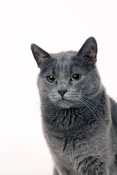 istock Studio portrait of a beautiful grey cat on white background 494758474