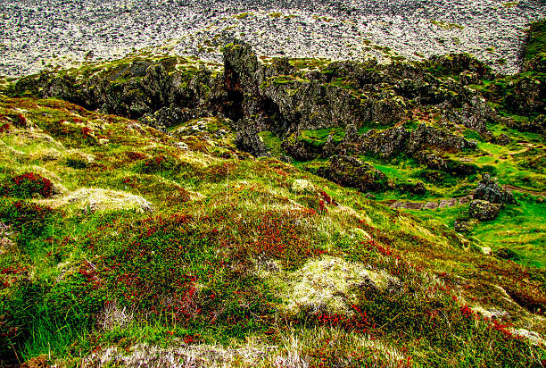 volcanic earth with moss and flowers, Iceland