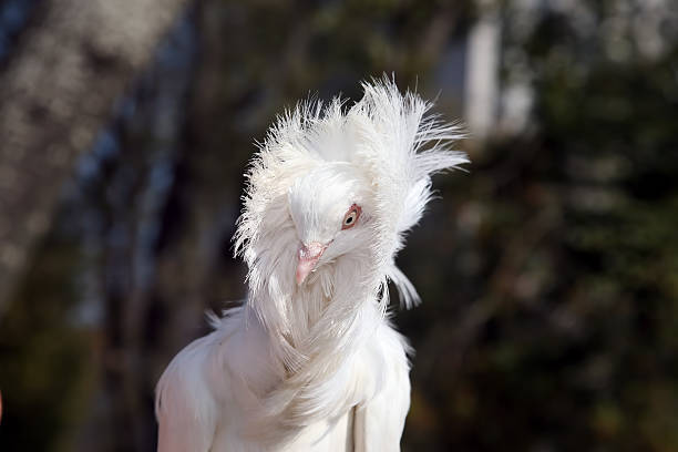 istock portrait of a white dove 494759270
