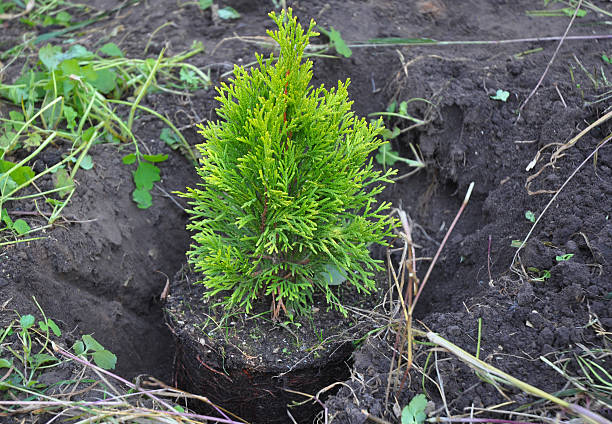 plantando cypress, thuja pimpollo con raíces (thuja occidentalis golden brabant - ciprés fotografías e imágenes de stock