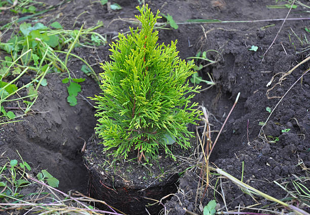 piantare cypress, thuja alberello con radici thuja occidentalis (golden brabant - juniper tree cedar tree tree branch foto e immagini stock