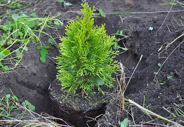 Photo of Planting Cypress, Thuja Sapling with Roots (Thuja Occidentalis Golden Brabant)