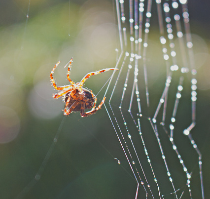 A Garden spider builds its intricate web.