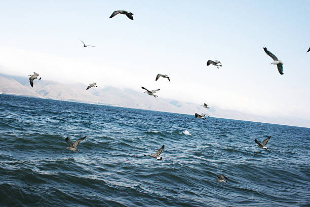 lago sevanarmenia.kgm - gulls in flight birds over water foggy scene with birds imagens e fotografias de stock