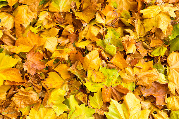 istock Golden Brown leaves on floor 494761220