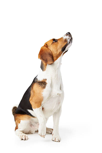 istock Studio Portrait Of Beagle Dog Against White Background 494761453
