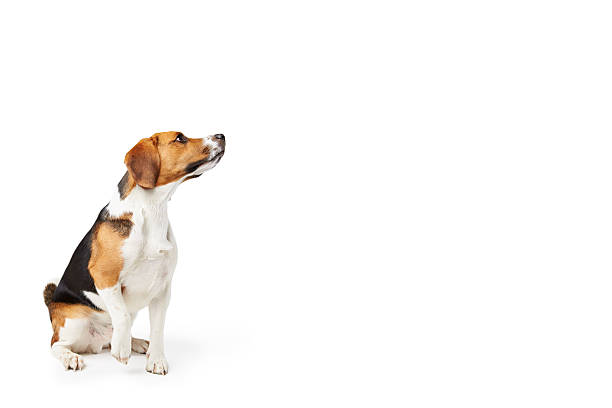 istock Studio Portrait Of Beagle Dog Against White Background 494761461
