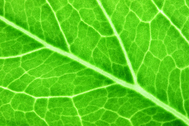 istock Pattern of green leaves in a macro. 494761539