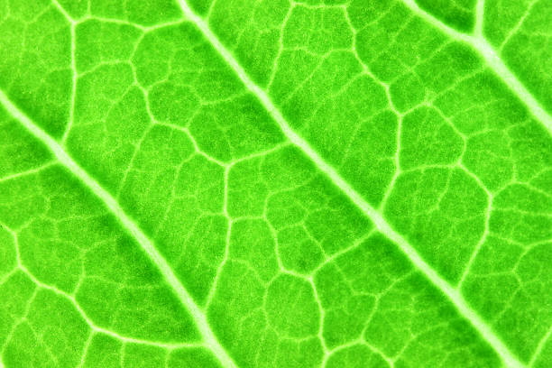 istock Pattern of green leaves in a macro. 494761951