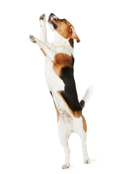 istock Studio Shot Of Beagle Dog Jumping Against White Background 494761981