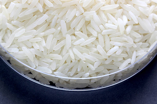 istock rice grain in petrie experimental of macro. 494762285