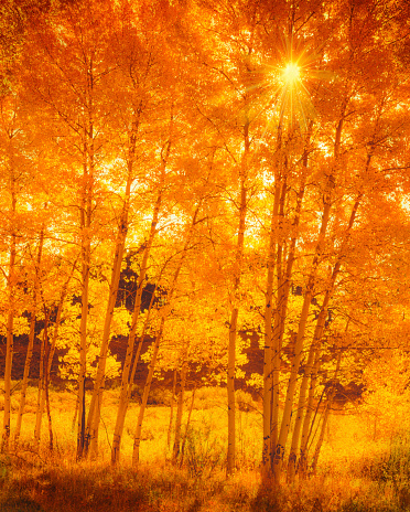 Backlit autumn Aspen trees with sunburst, Colorado