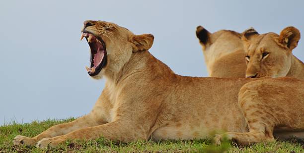 istock Serengeti Lions 494762927