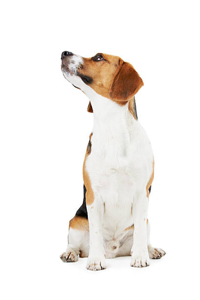 istock Studio Portrait Of Beagle Dog Against White Background 494762935