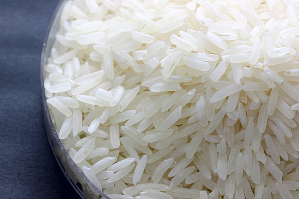 istock rice grain in petrie experimental of macro. 494763023