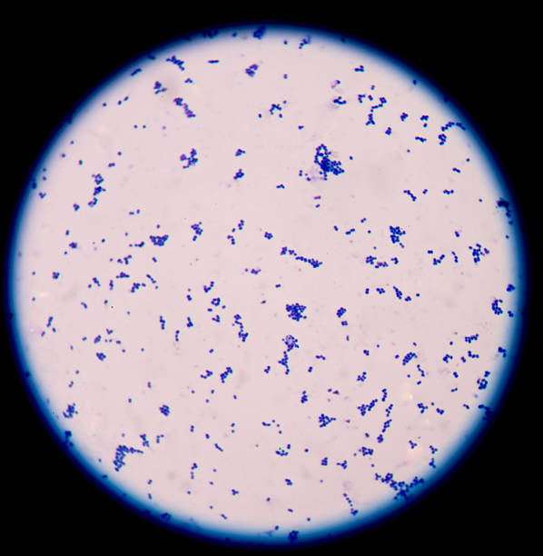 istock Gram positive cocci,gram stain. 494763026