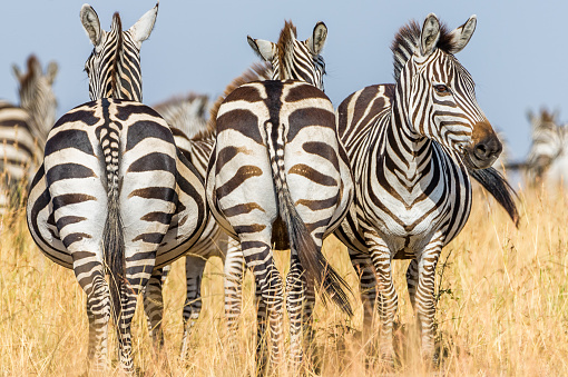 The zebras standing in the deserted field