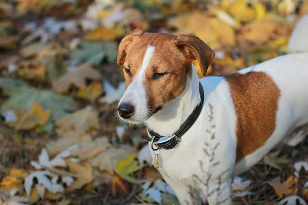 istock Jack Russel terrier in the park 494763480