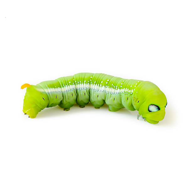 istock green caterpillar isolated on white background 494763581