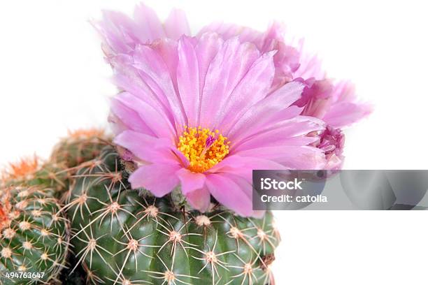 Pink Cactus Flower Close Up Stock Photo - Download Image Now - Cactus, Flower, Beauty In Nature