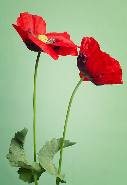 istock Red poppy flowers on a trendy green background 494764018