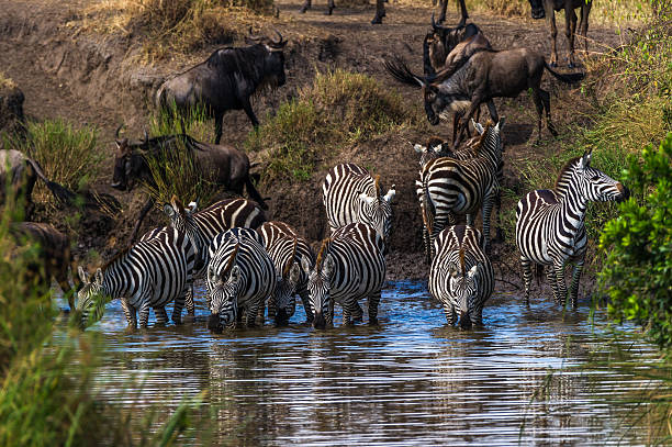 istock Zebras at the waterhole 494764242