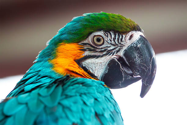 Macaw Blue Gold Macaw (Ara Ararauna) richie mccaw stock pictures, royalty-free photos & images